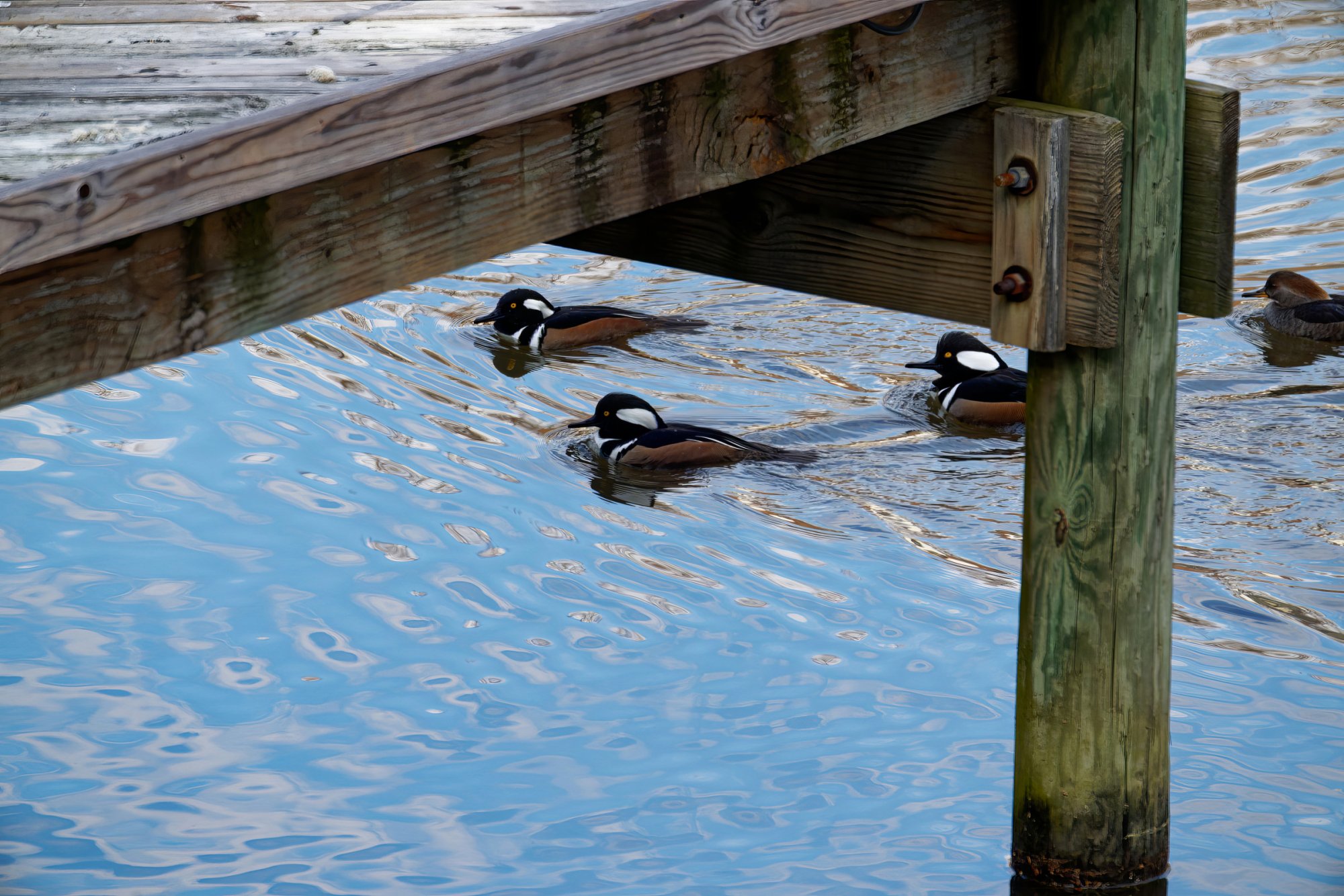 Heading Under the Pier.jpeg