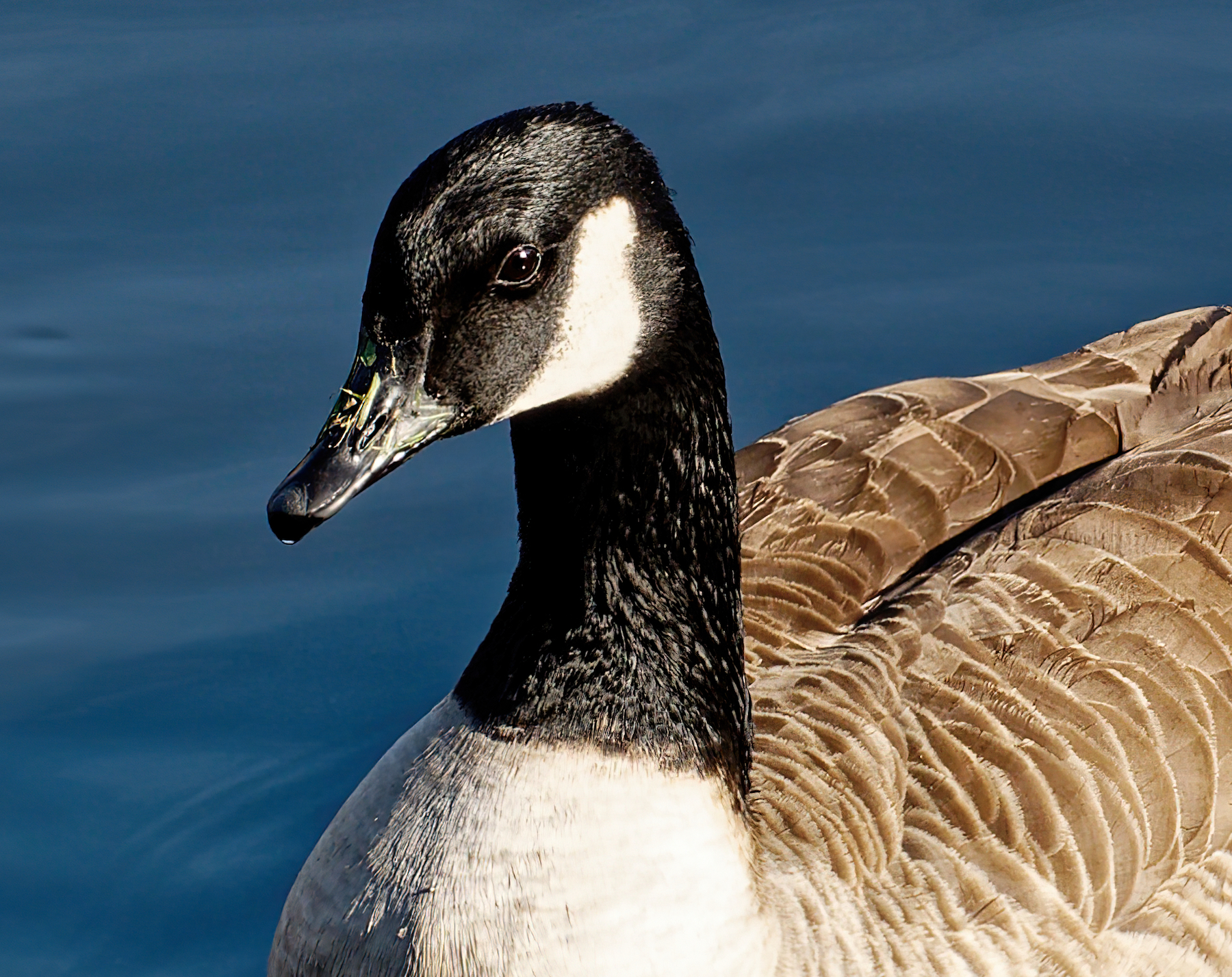 Headshot of a Goose on a Sunny December Morning.JPG