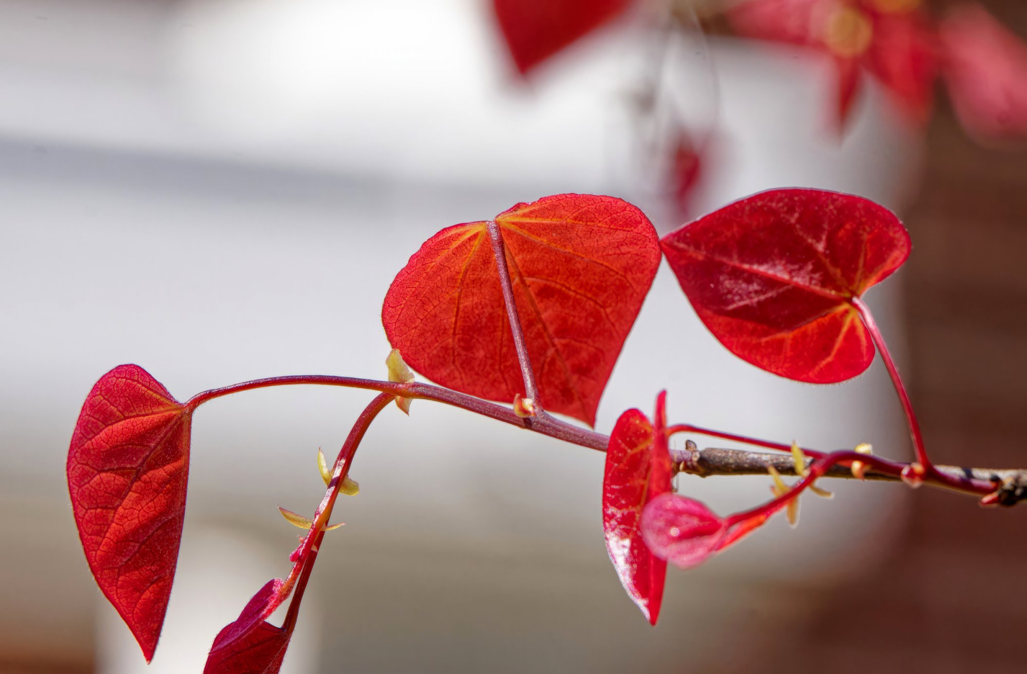 Heart-shaped Leaves.jpeg