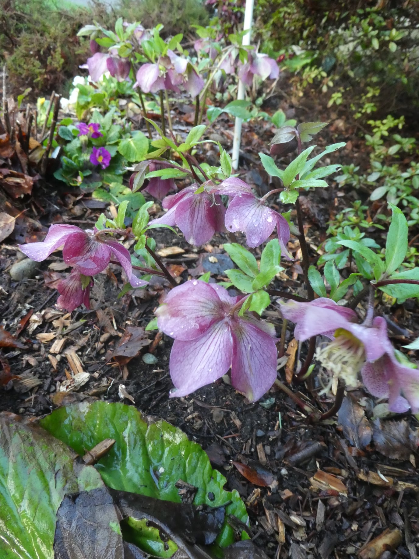 hellebore.jpg