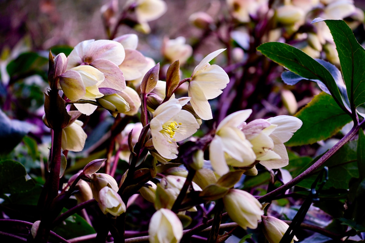 Hellebores.jpeg