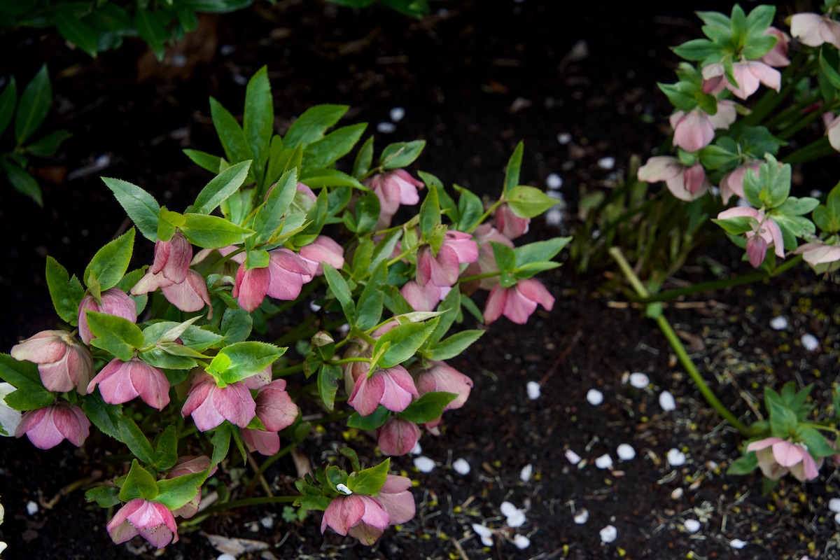 Hellebores.jpeg