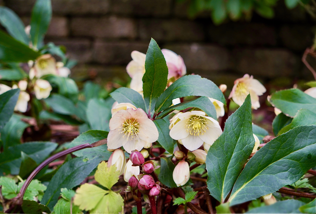 Hellebores.jpg