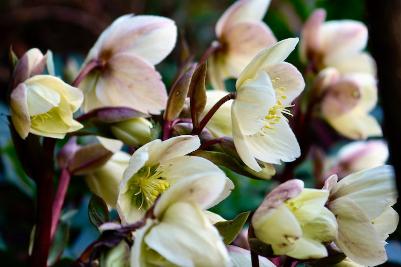 Hellebores2 copy.jpg