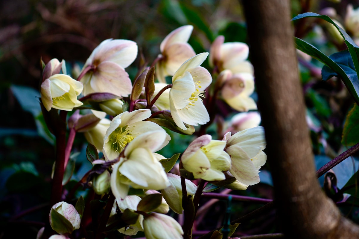 Hellebores2.jpeg