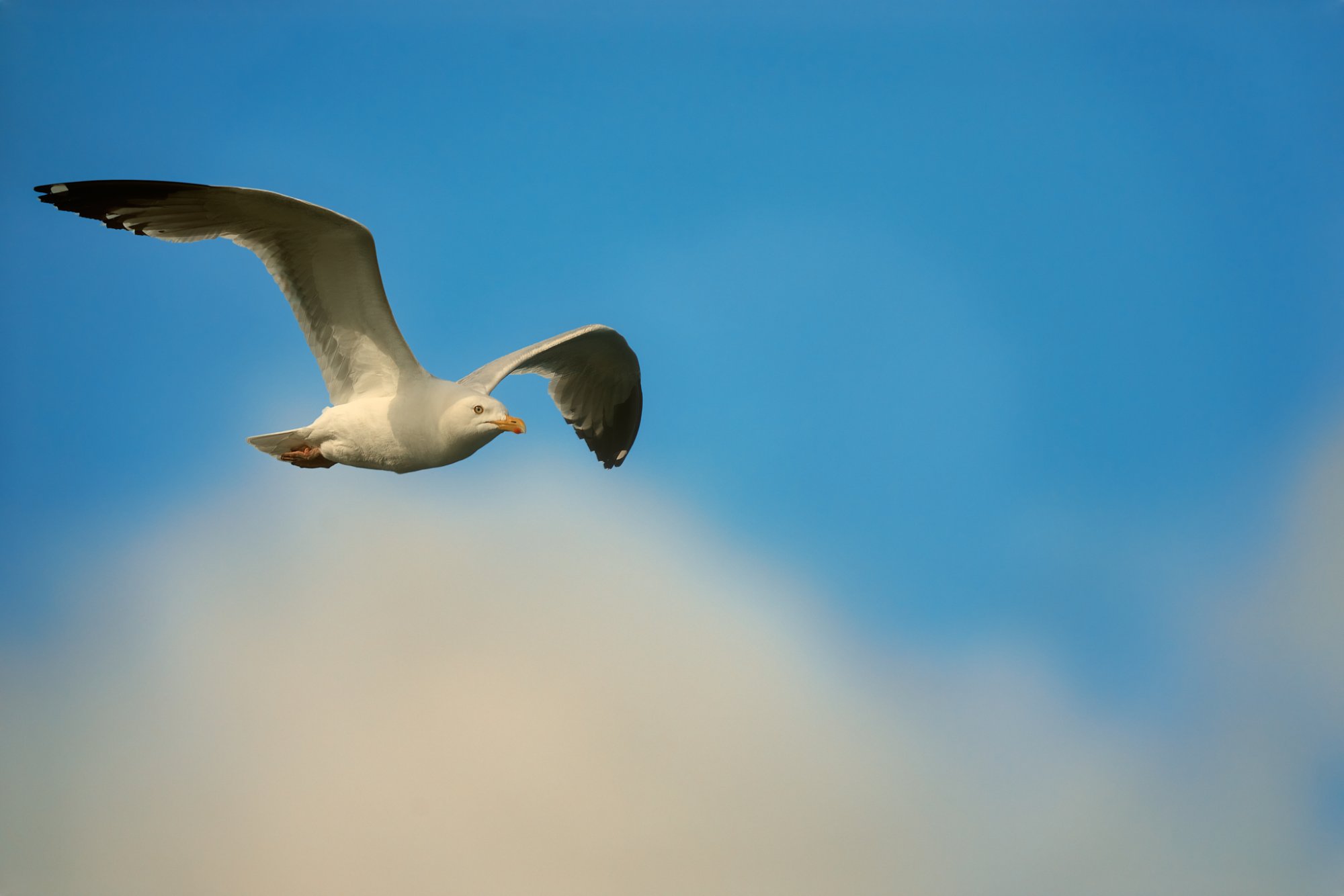 herring-gull-0084-24-06-07.jpg