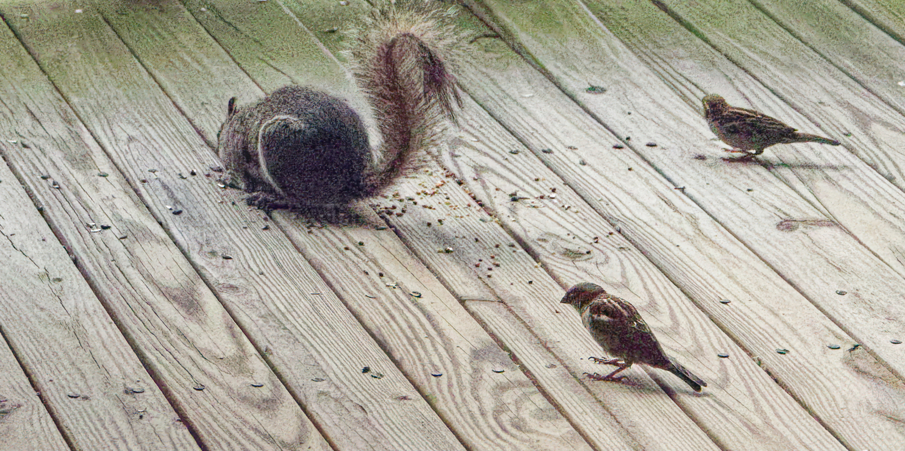 He's So Busy Eating He Doesn't See Us.jpeg