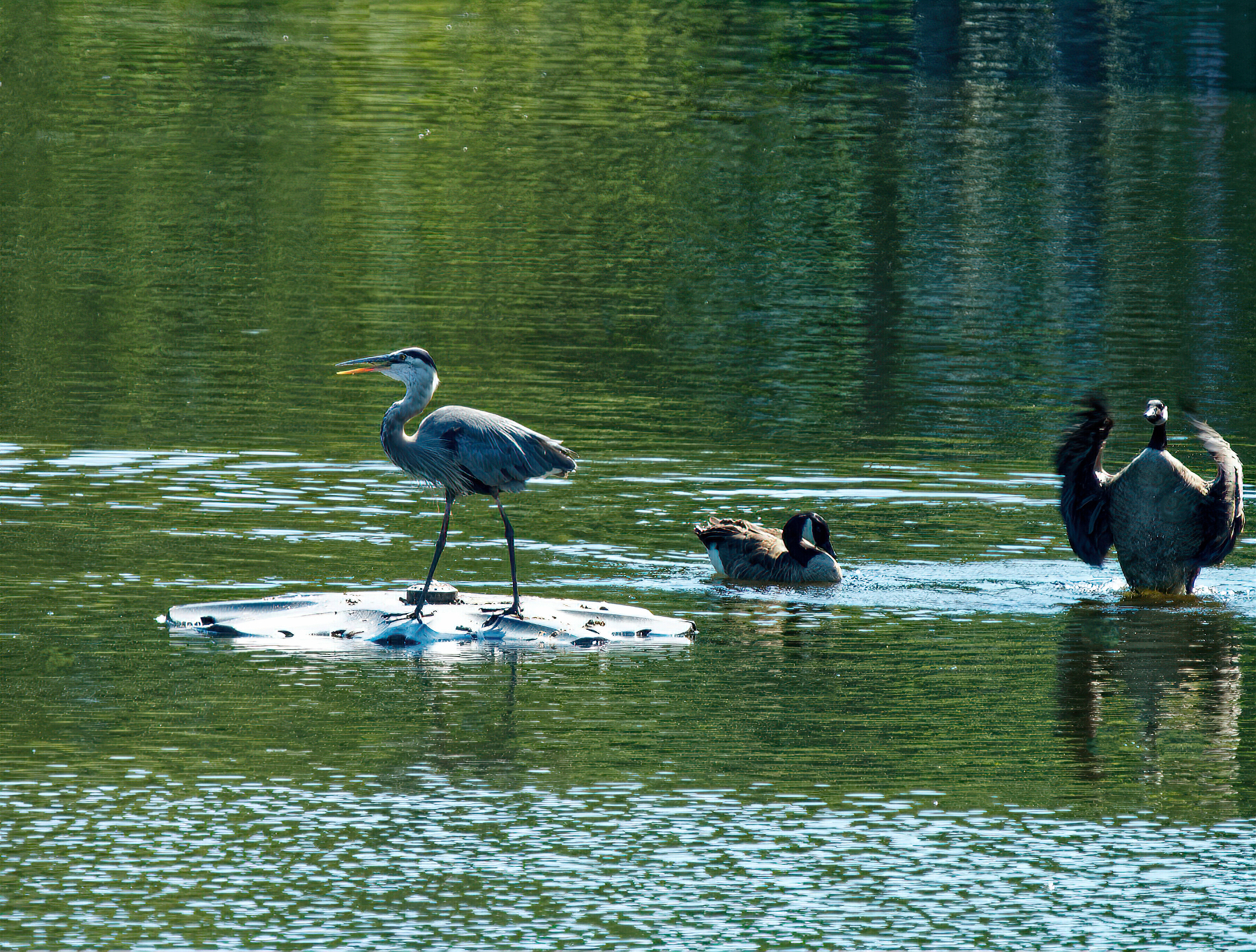 Hey, Alfred, Get Off There, That's Our Fountain Base!.jpeg