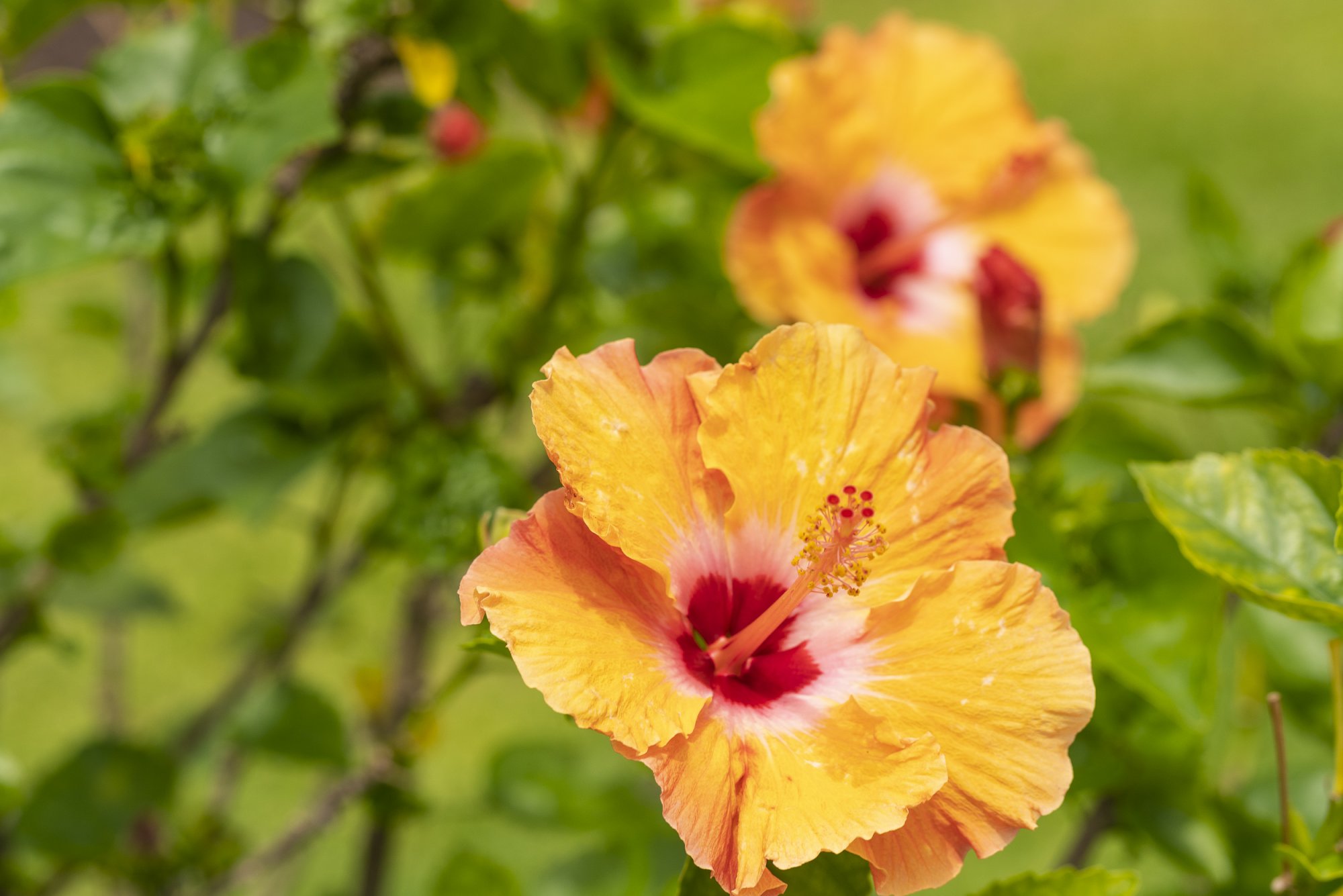 Hibiscus -2500px-2.JPG