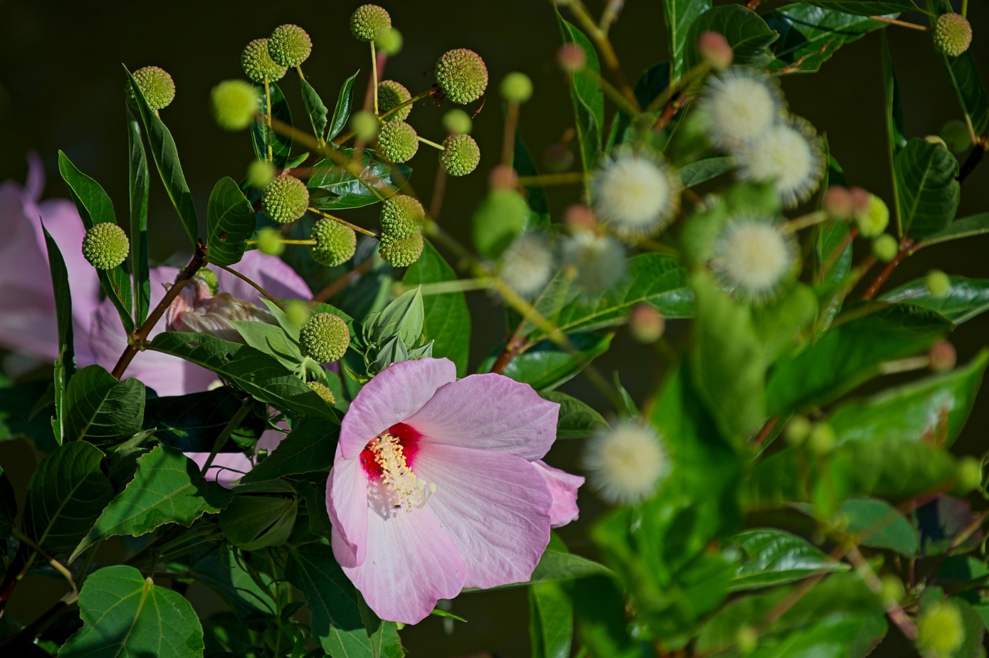 Hibiscus by the Water.jpeg