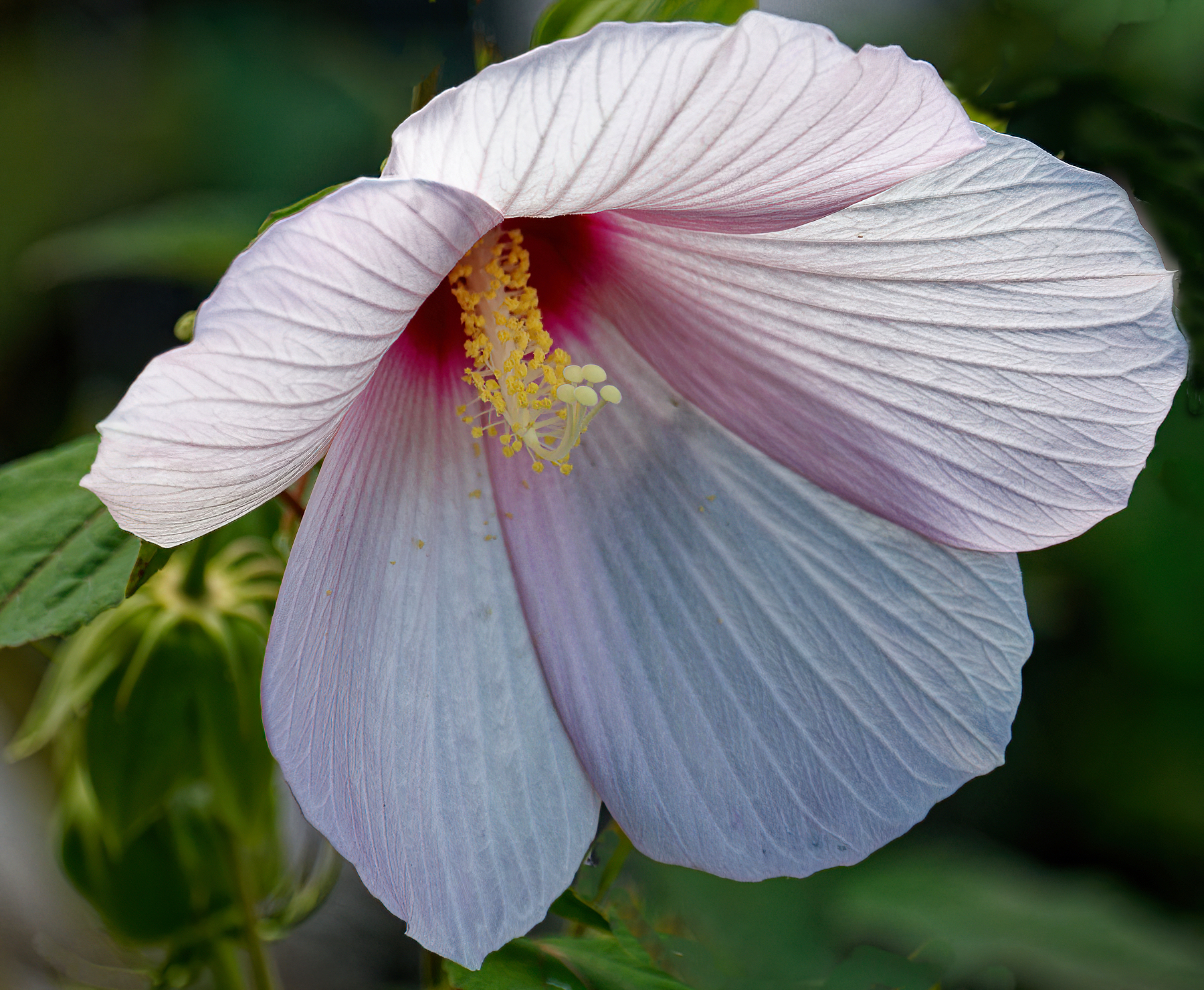 Hibiscus in All its Glory.jpeg