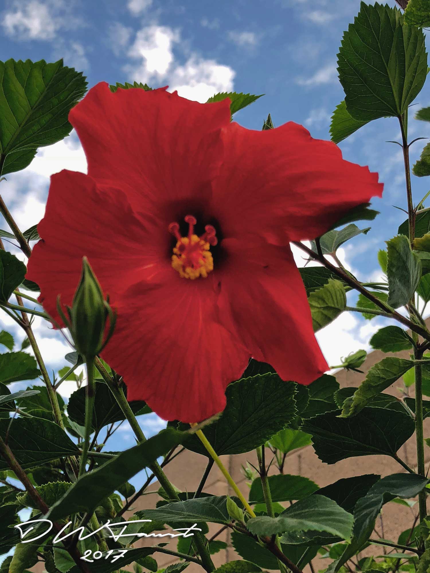 hibiscus.jpg