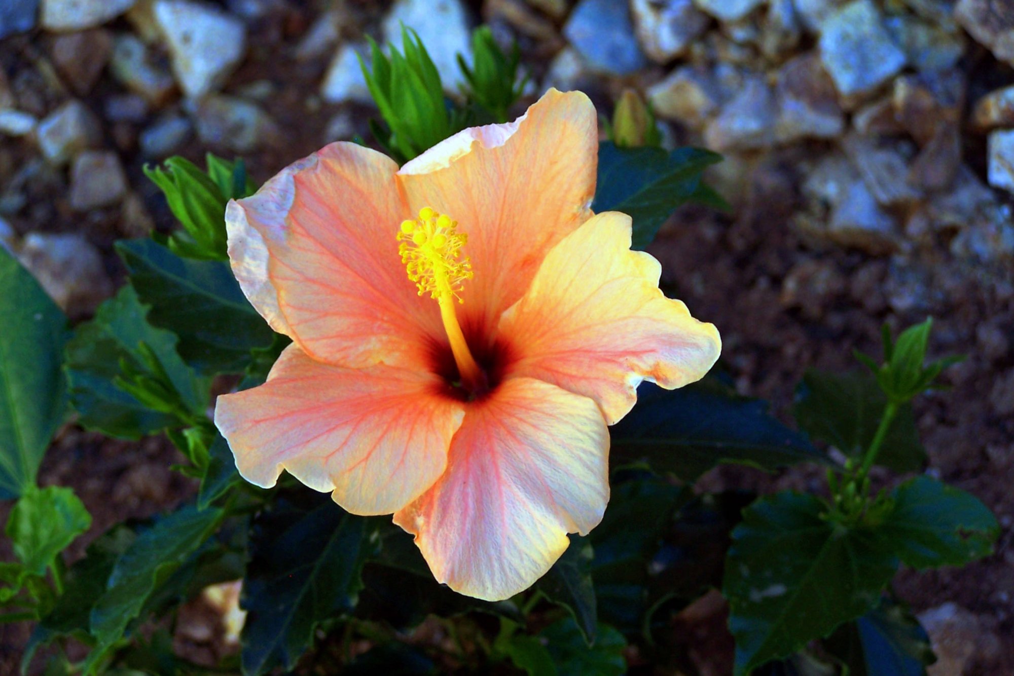 hibiscus01.jpg