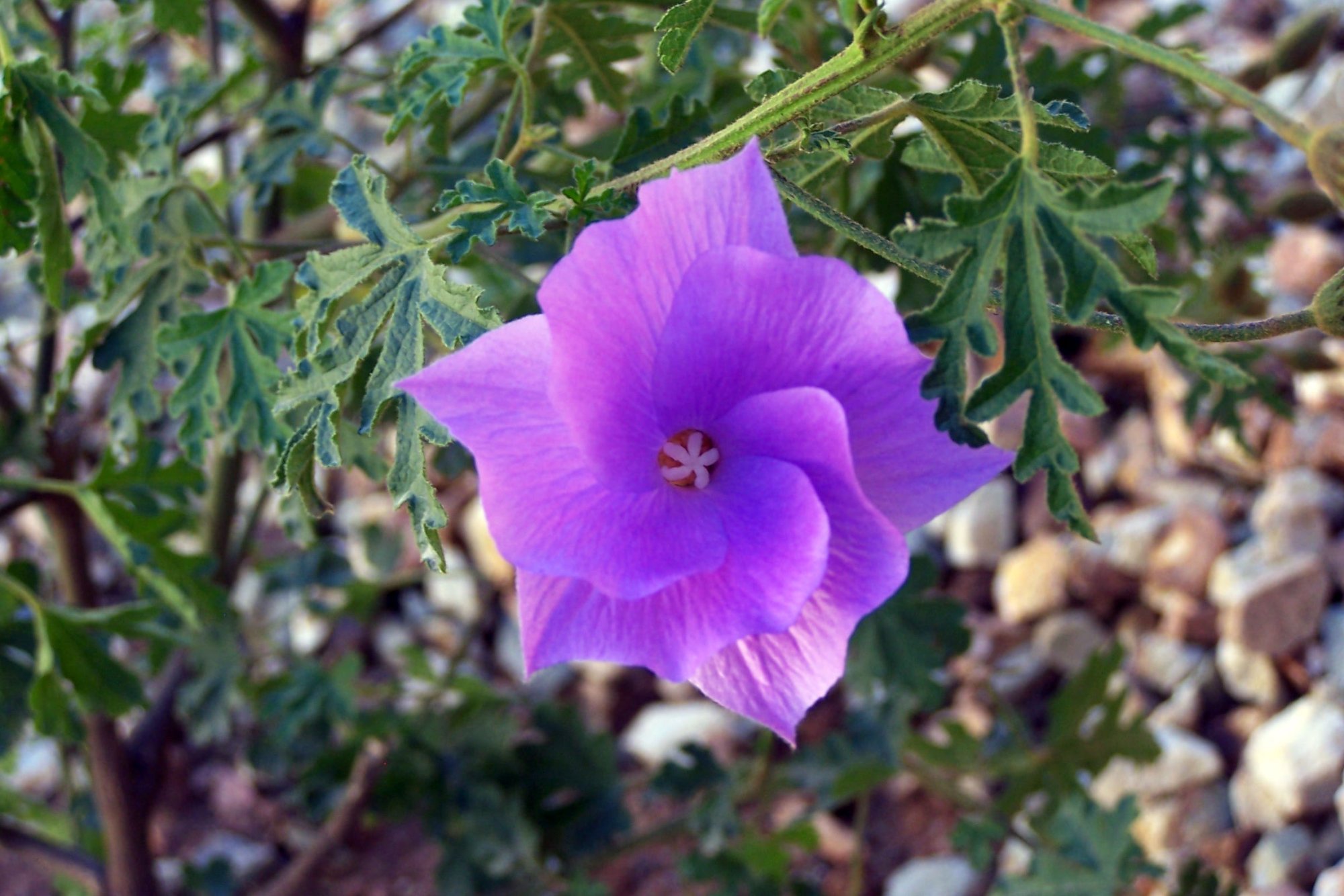 hibiscus02.jpg