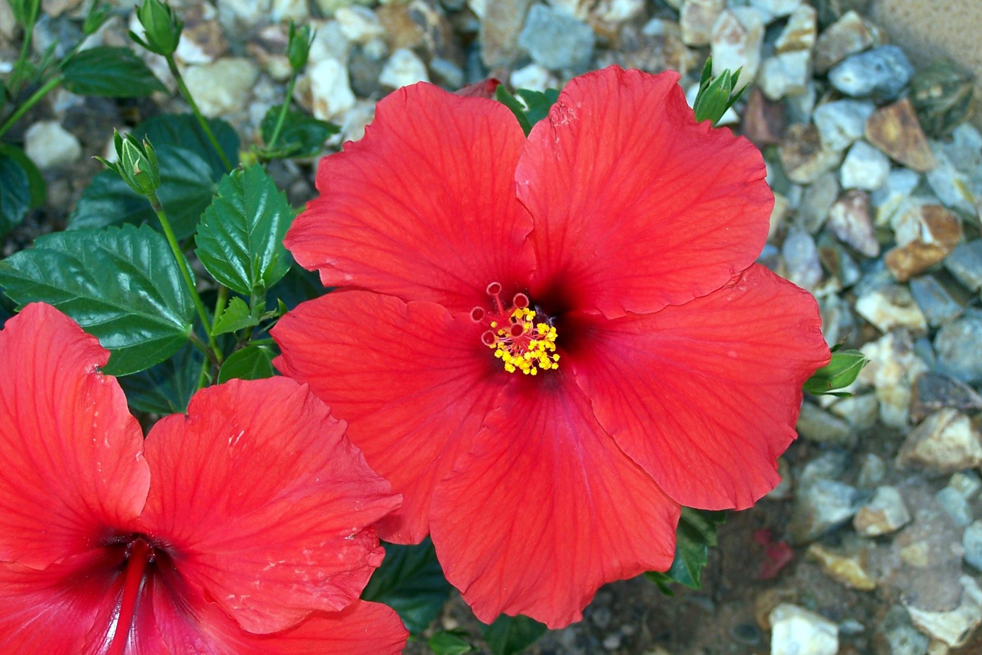 hibiscus05.jpg