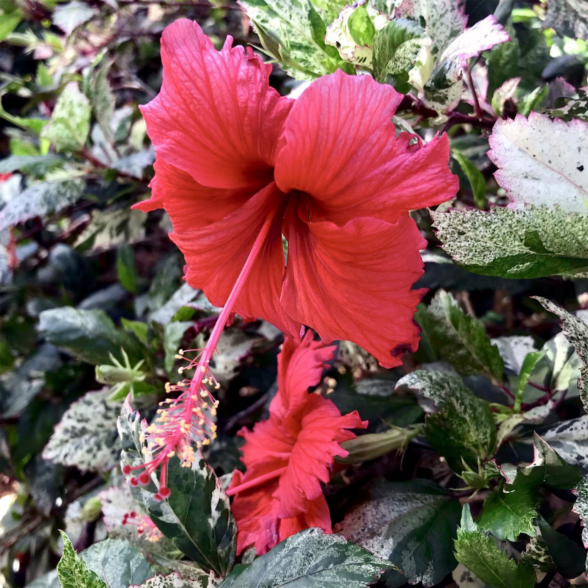 hibiscus09.jpg