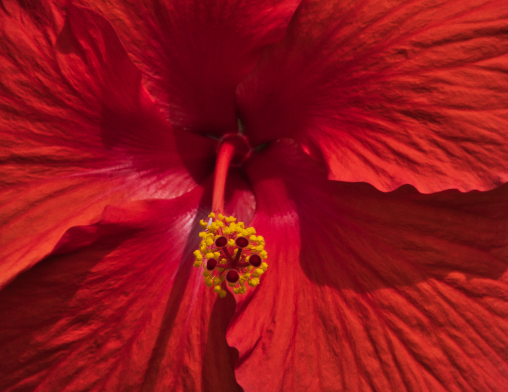 Hibiscus1.jpeg