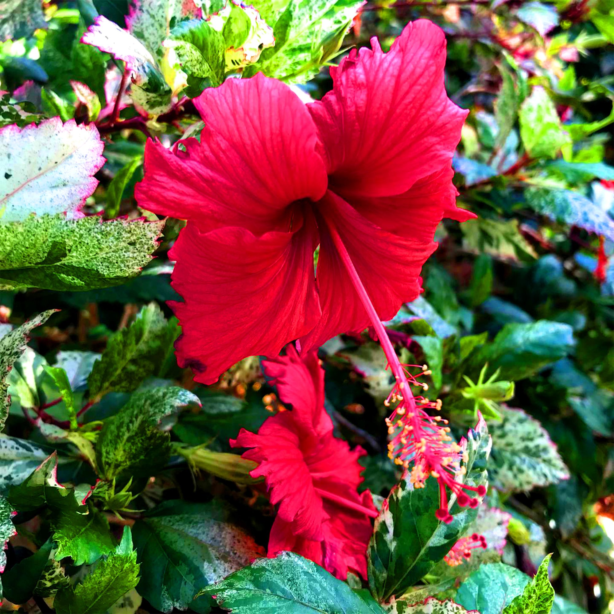 hibiscus9.jpg