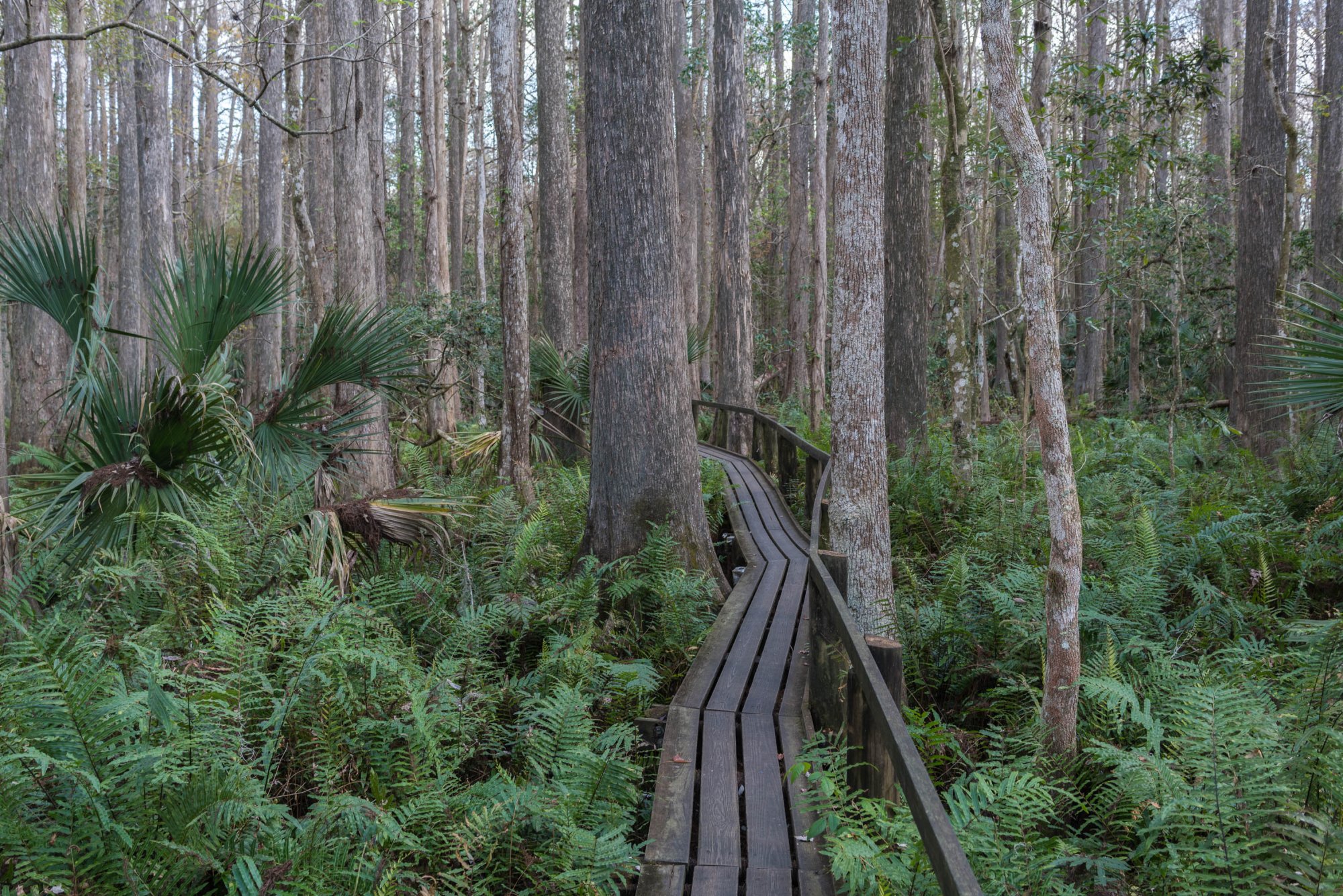 Highlands Hammock 2-17 - 2000px-13.jpg