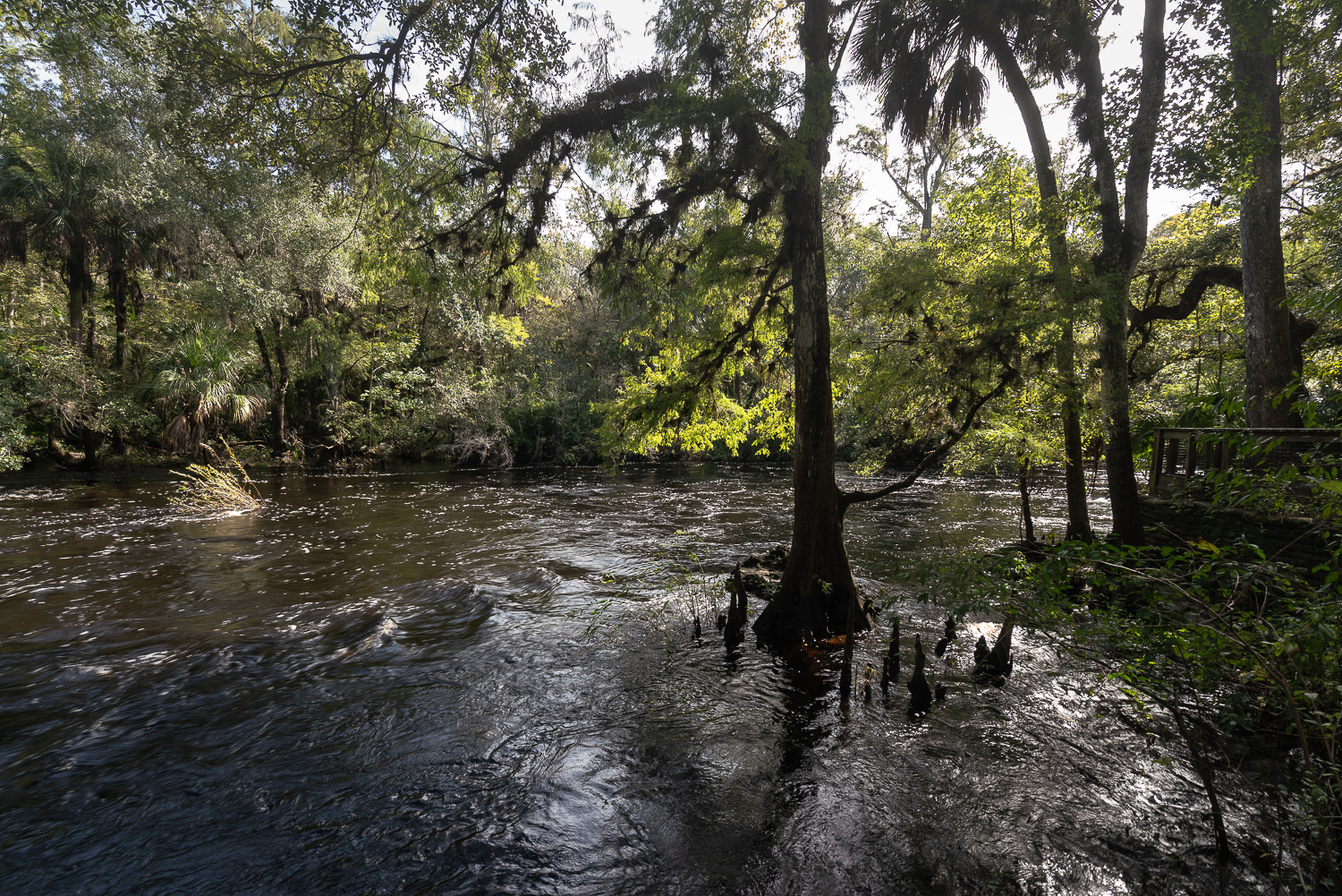 Hillsborough River SP- 1500px-10.JPG