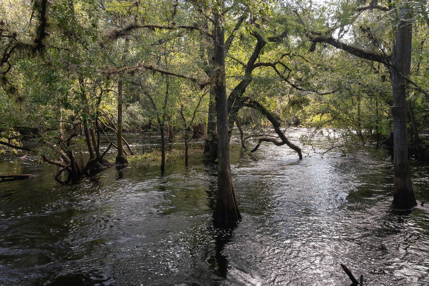 Hillsborough River SP- 1500px-4.JPG