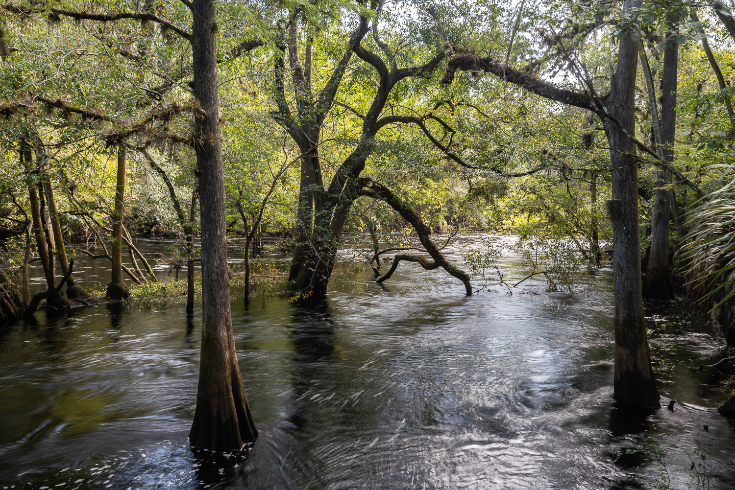 Hillsborough River SP- 1500px-5.JPG