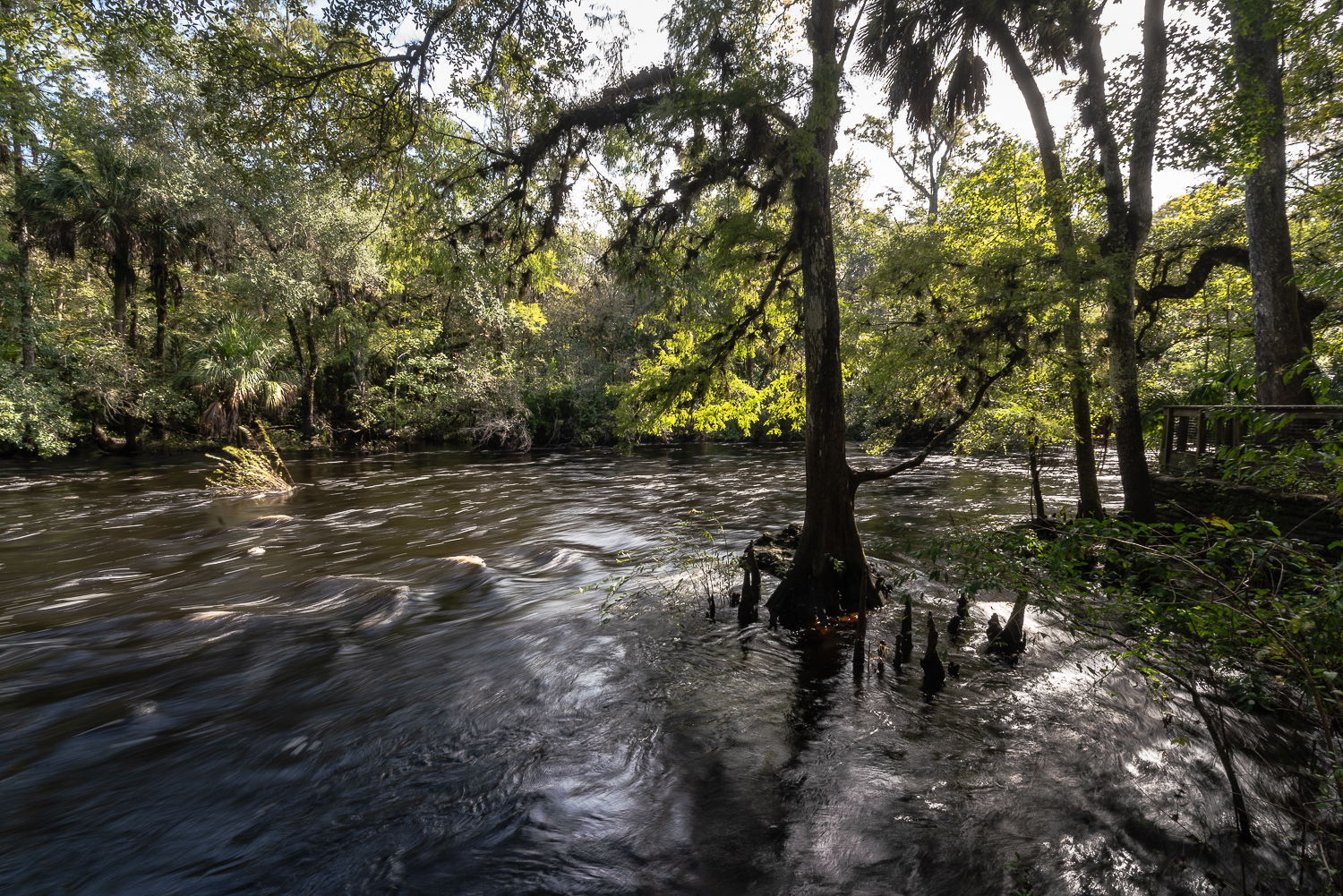 Hillsborough River SP- 1500px-9.JPG