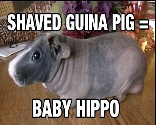 Hippo-Vorlage.jpeg