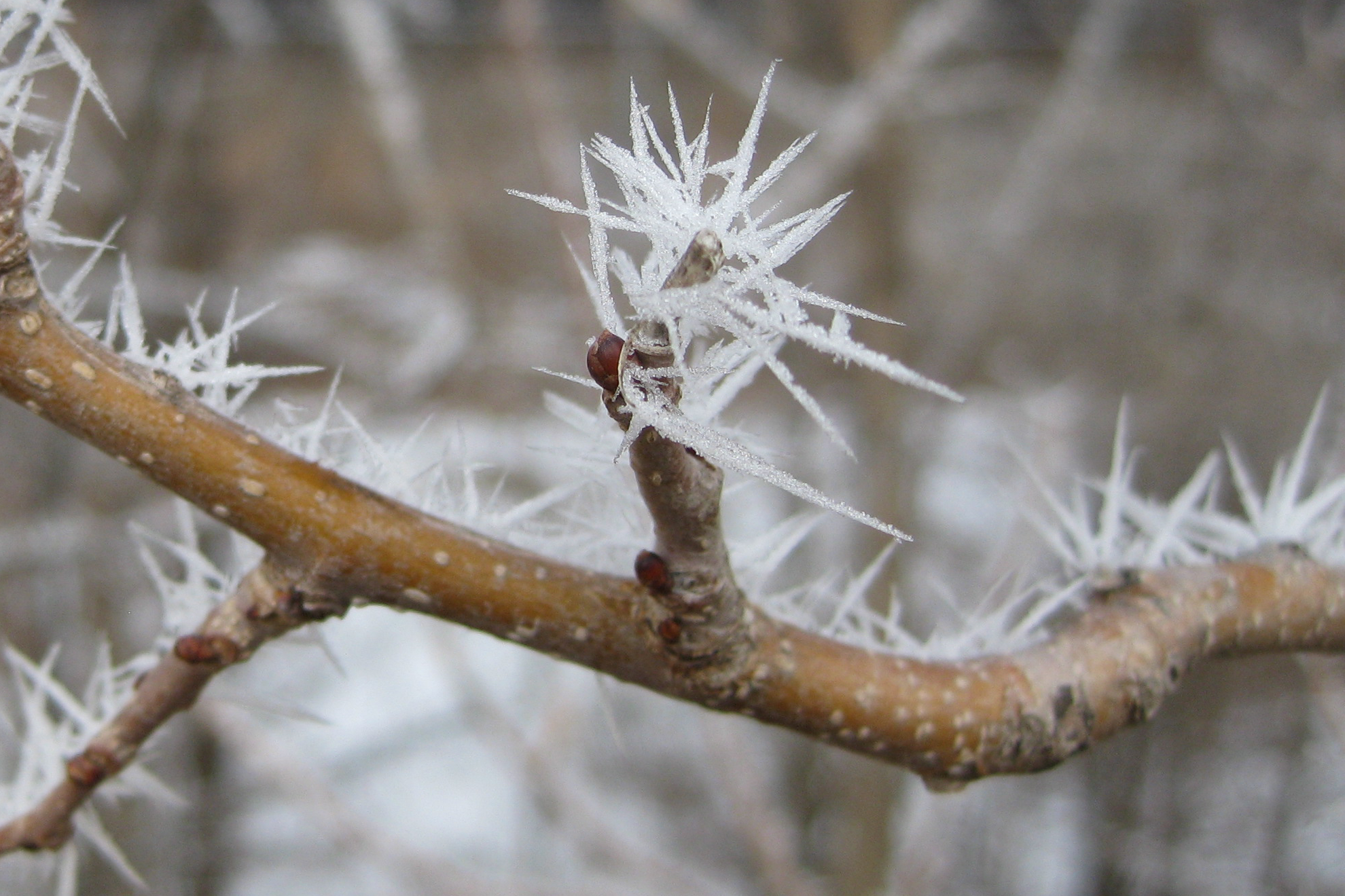 hoarfrost_mn.jpg