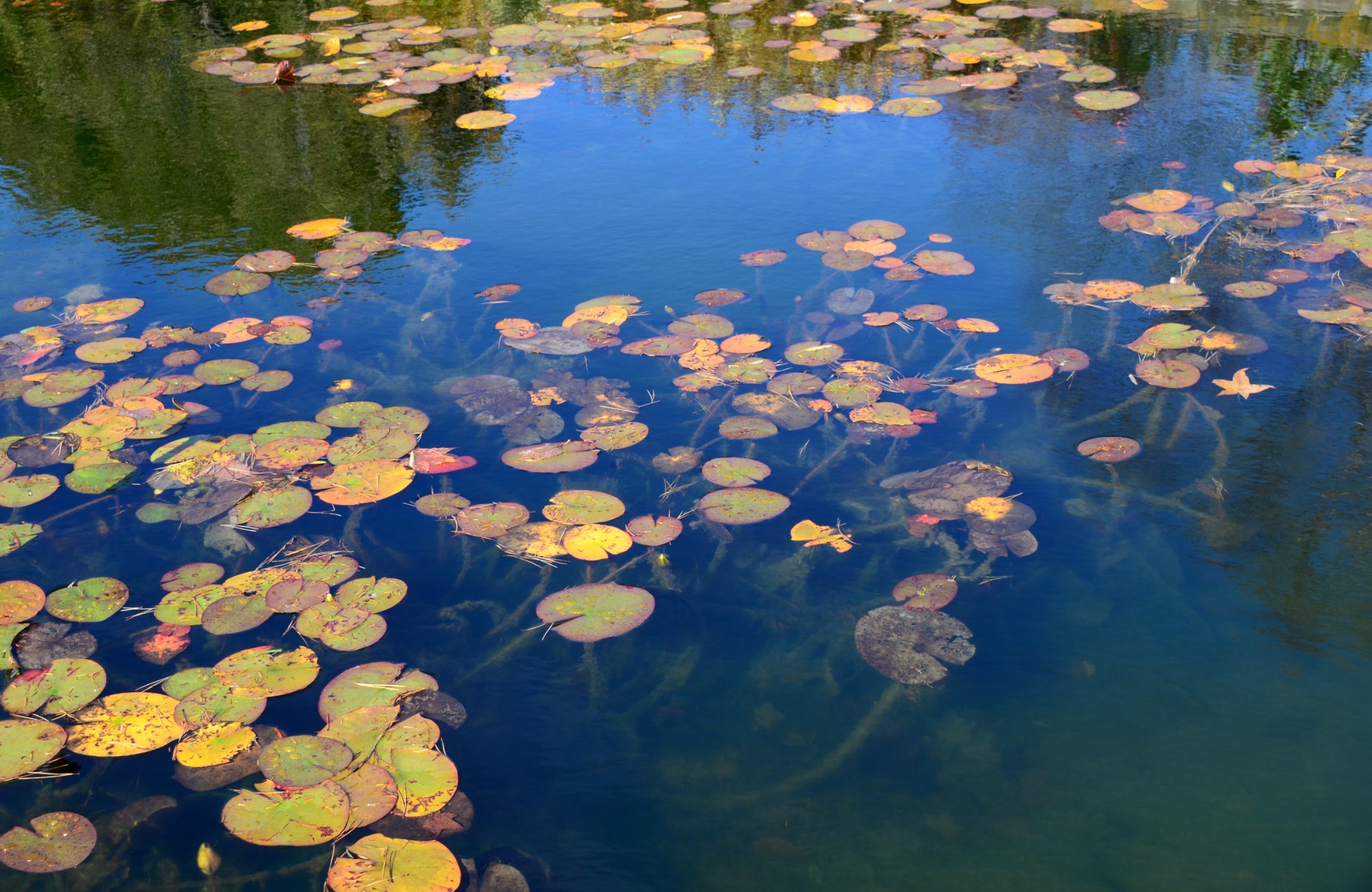 Holden pond-1 resize.jpg