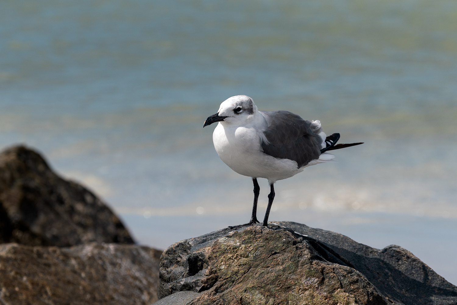 Honeymoon Island-1500px-11.JPG