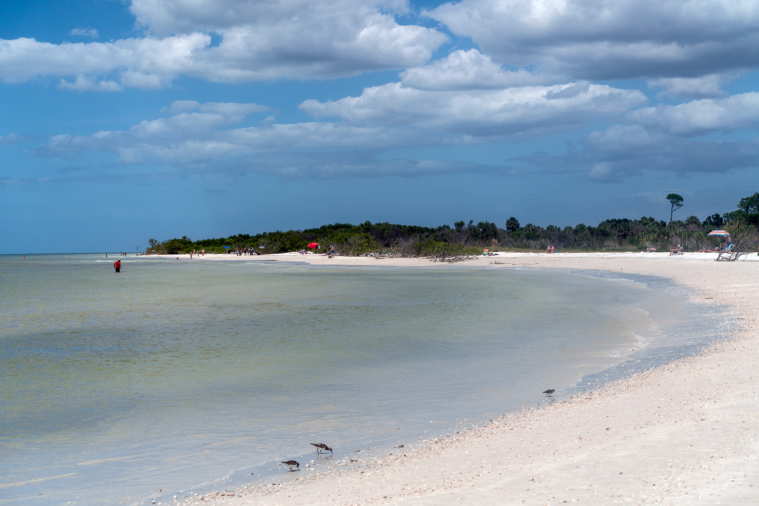 Honeymoon Island-1500px-12.JPG