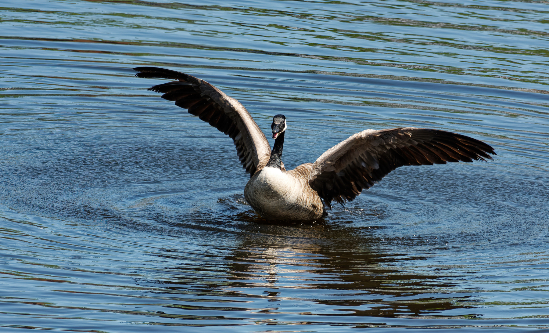 Honking and Flapping.jpg