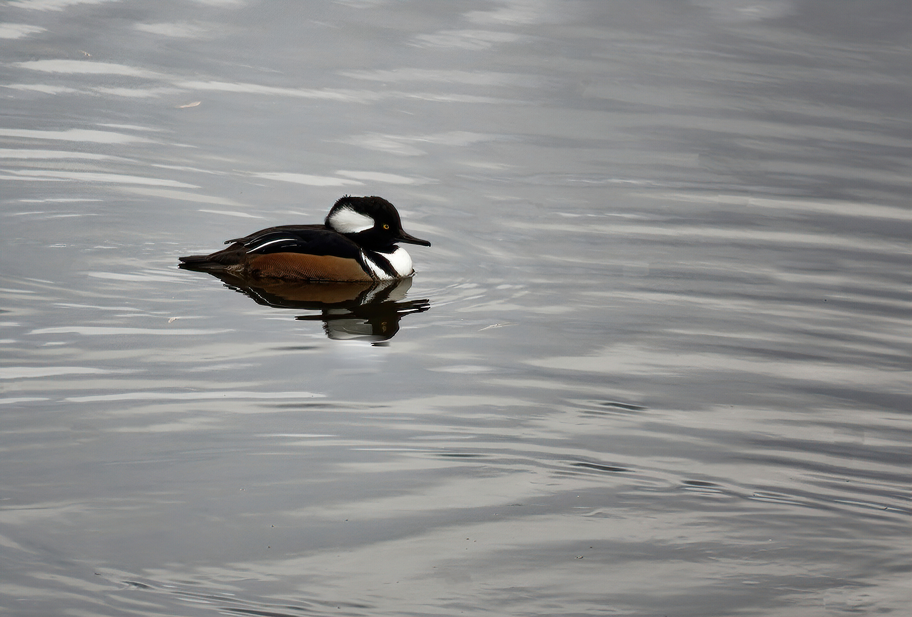 Hooded Merganser Back in the 'Hood.jpeg