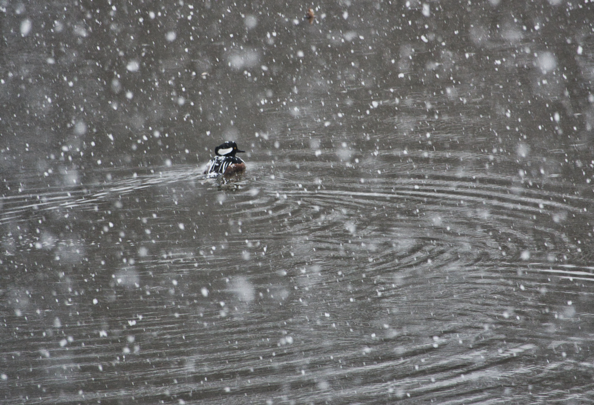 Hooded Merganser in a Snowstorm.jpeg