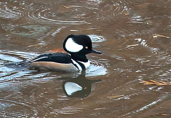 Hooded Merganser.jpg