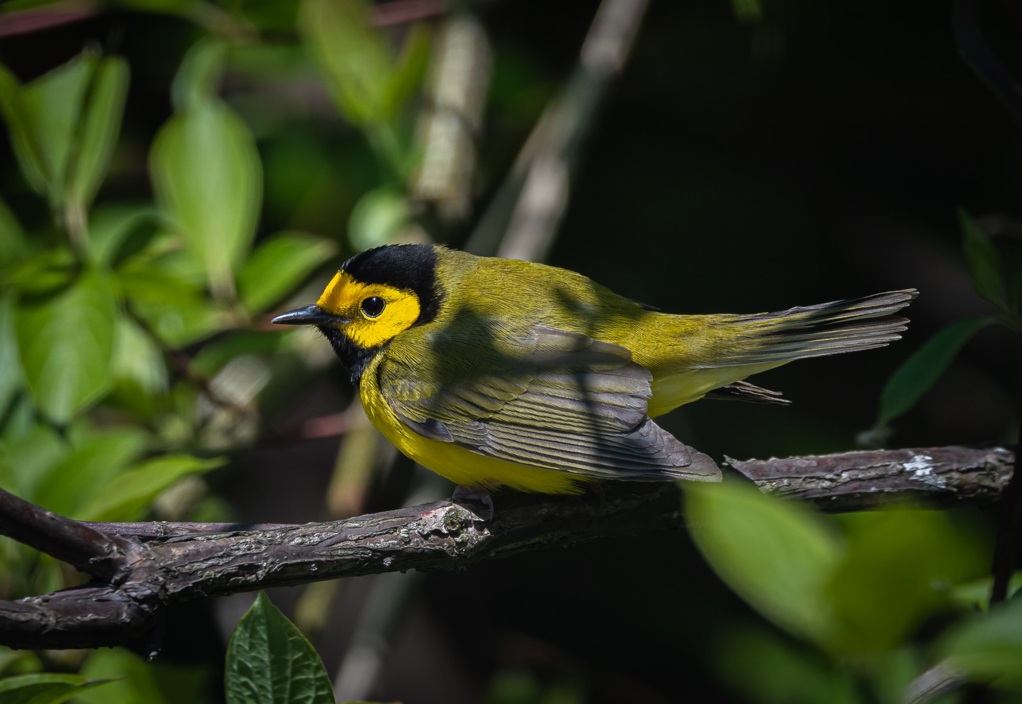 hooded_warbler_5-10-2020-1.jpg