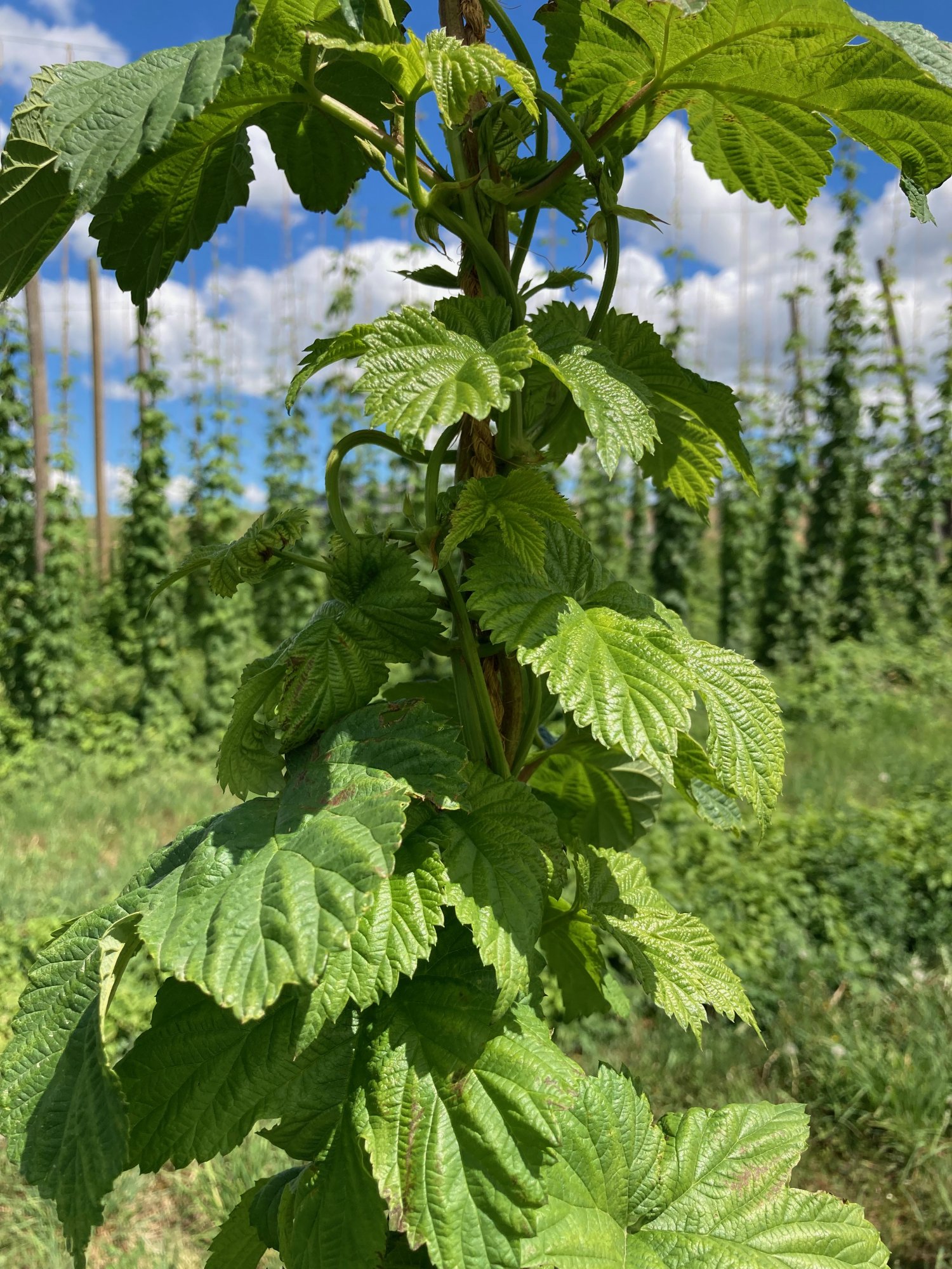 Hops_Big_Red_Barn-062021.jpeg