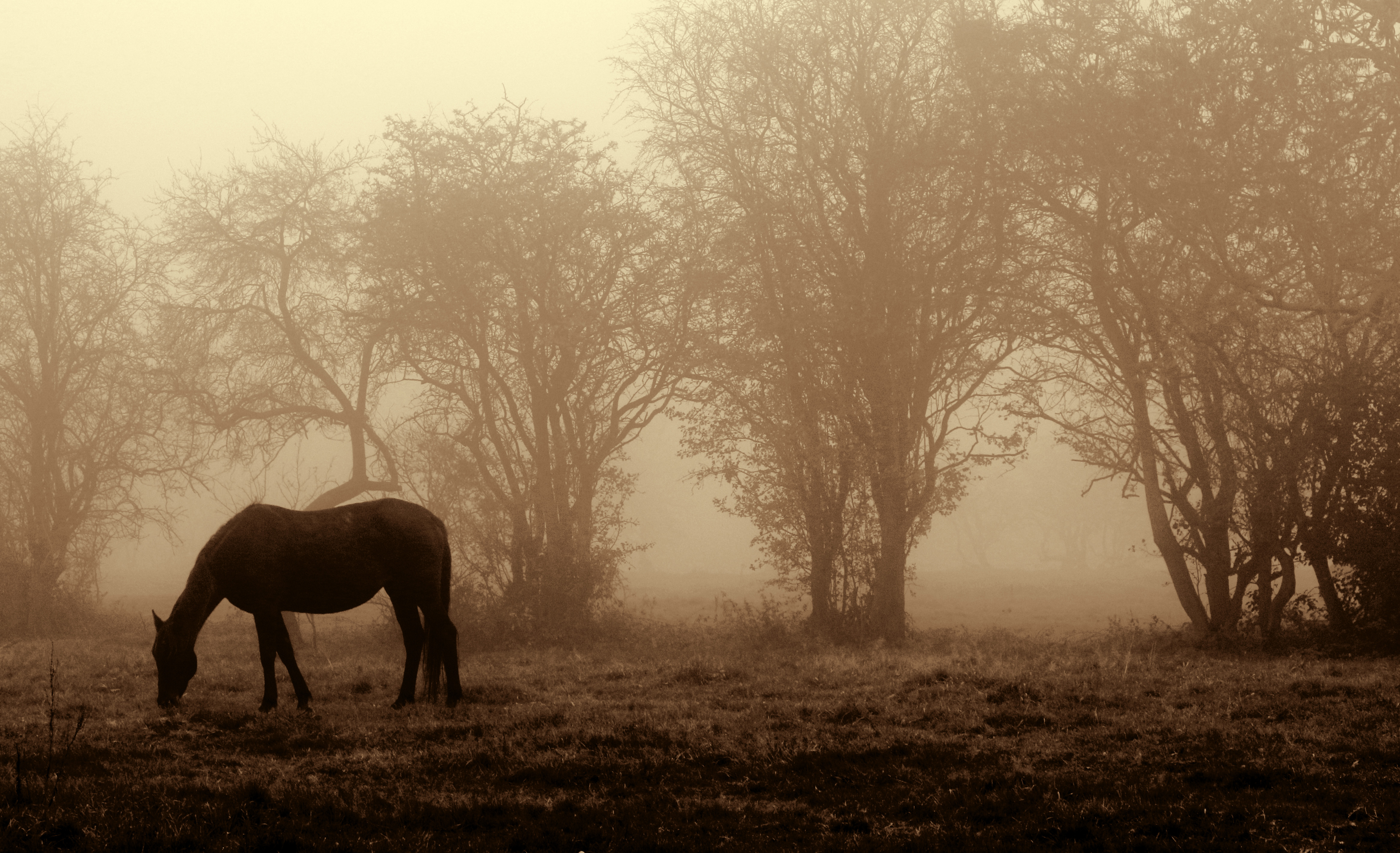 Horse in fog ph.jpg