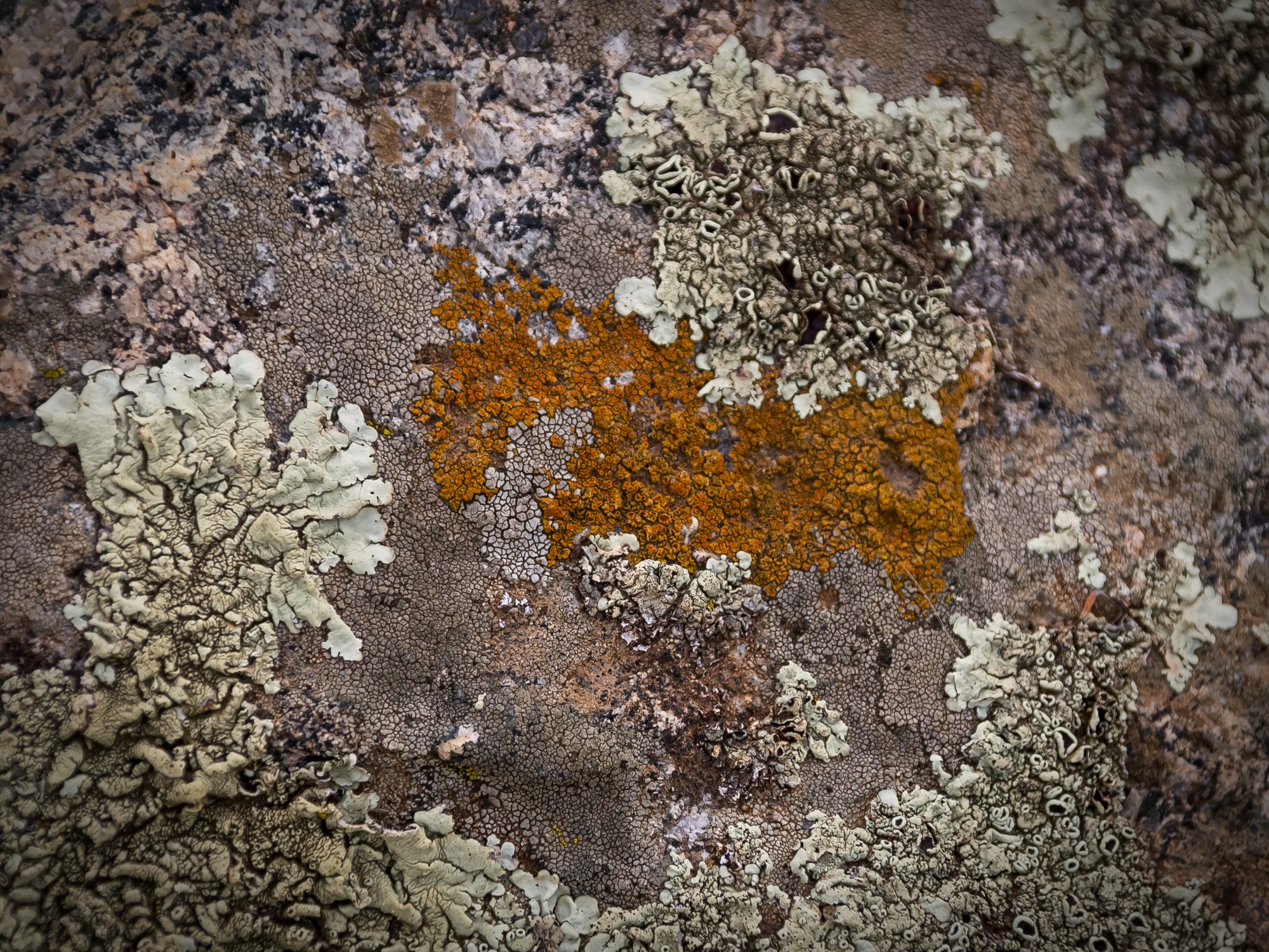 horse lichen 3114 01.013.23 xv.jpg