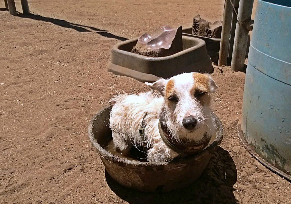 Hot Pixie cooling off in horse dishx.jpg