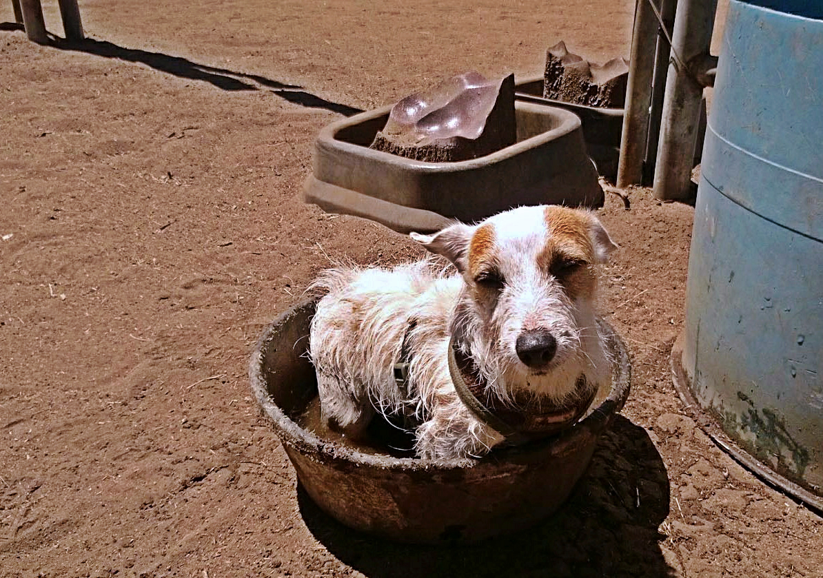 Hot Pixie cooling off in horse dishx2.jpg