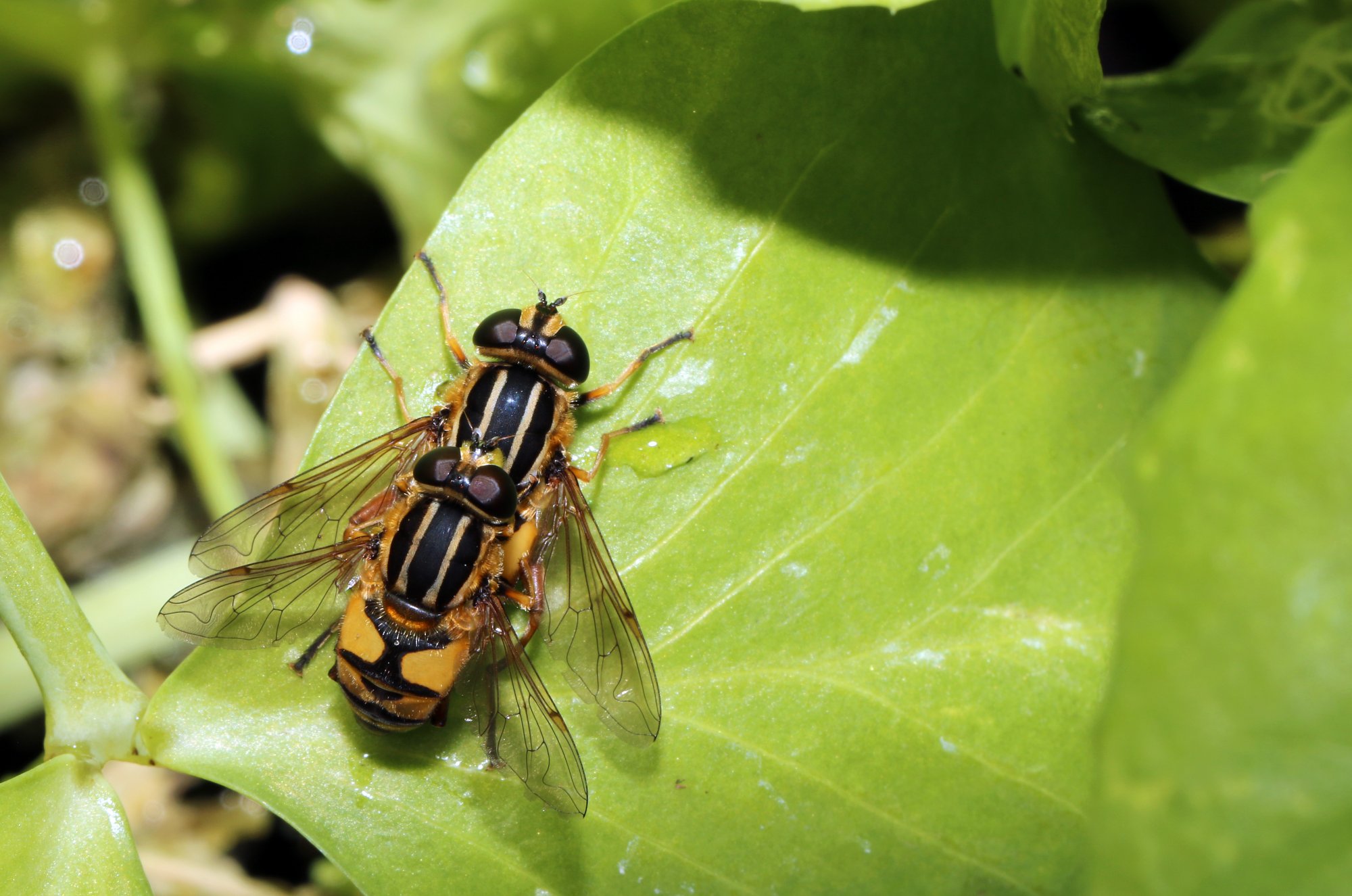 Hoverflies Helophilus pendulus %22dangling marsh-lover%22.jpg