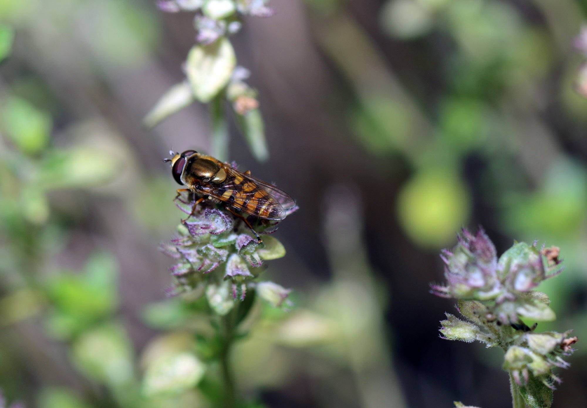 Hoverfly.jpg