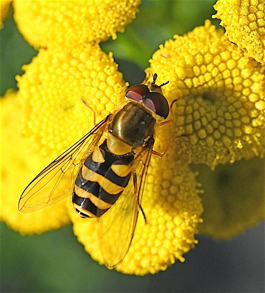 HoverflyTansy_n0776.jpg