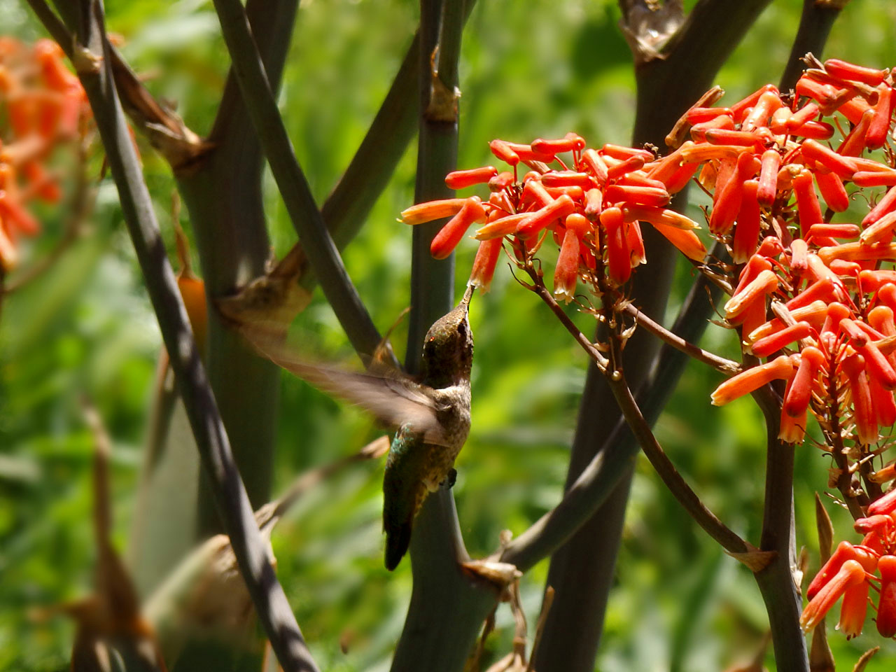 hummer at aloe plantx.jpg