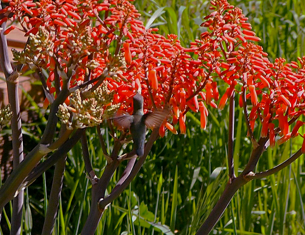 hummer in yard crop  copyx2.jpg