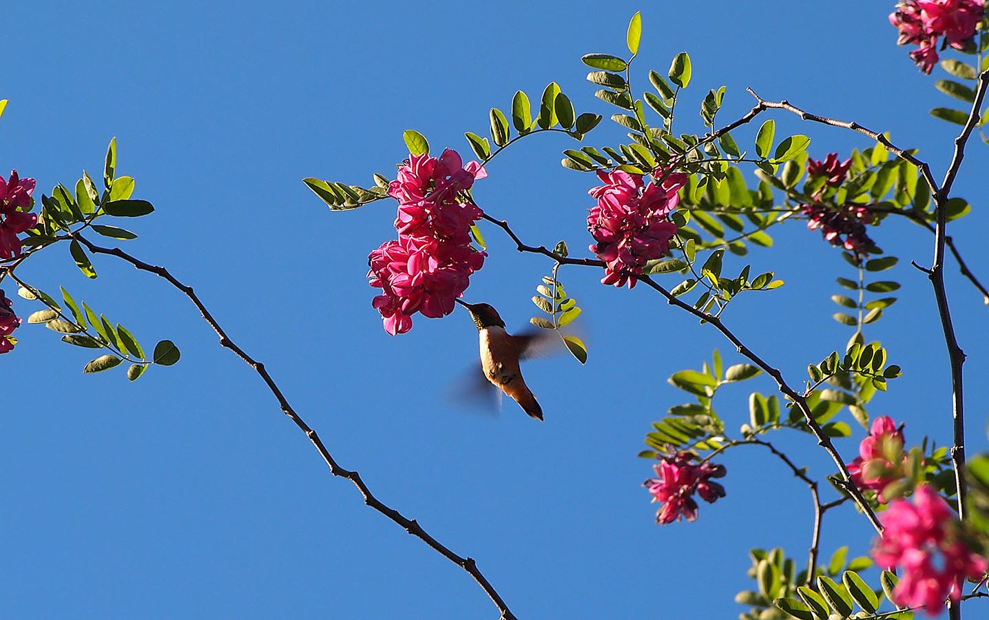 hummerflowertree copy crop.jpg