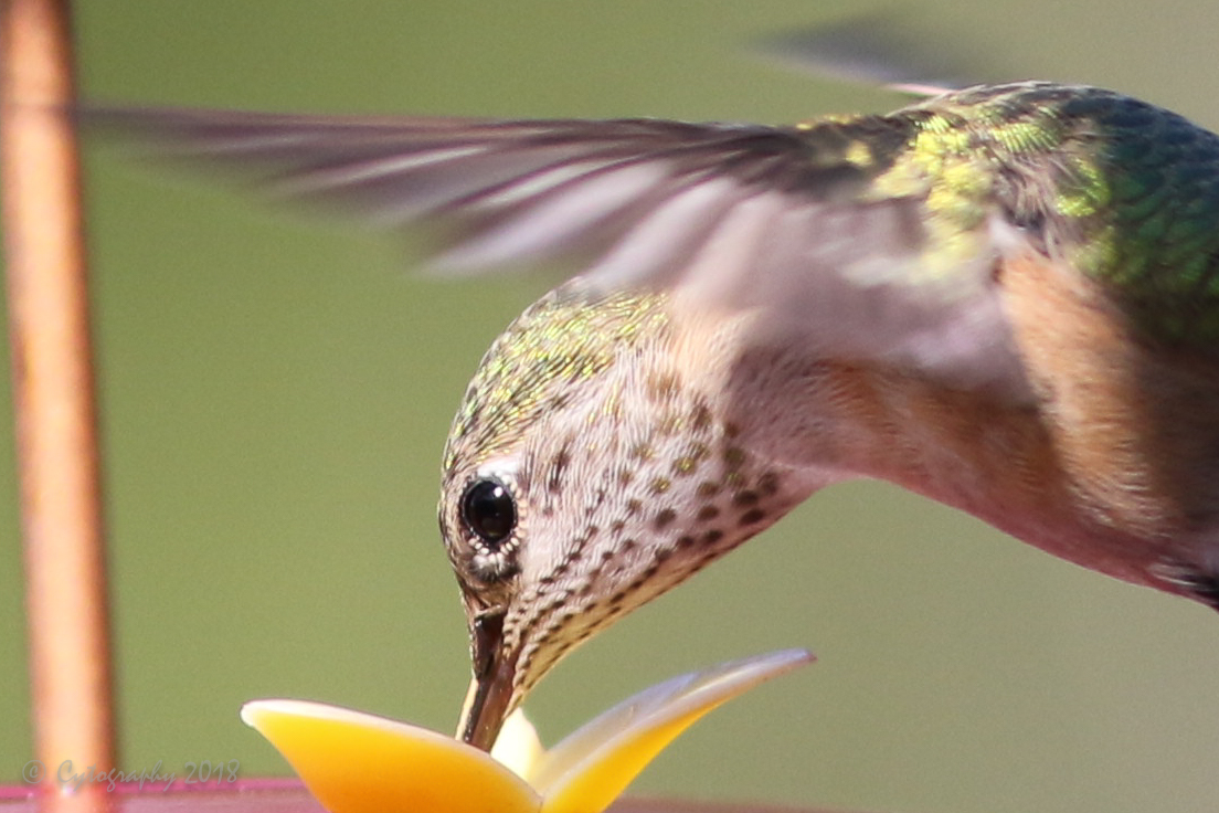 Hummers 20 Aug 2018-2.jpg