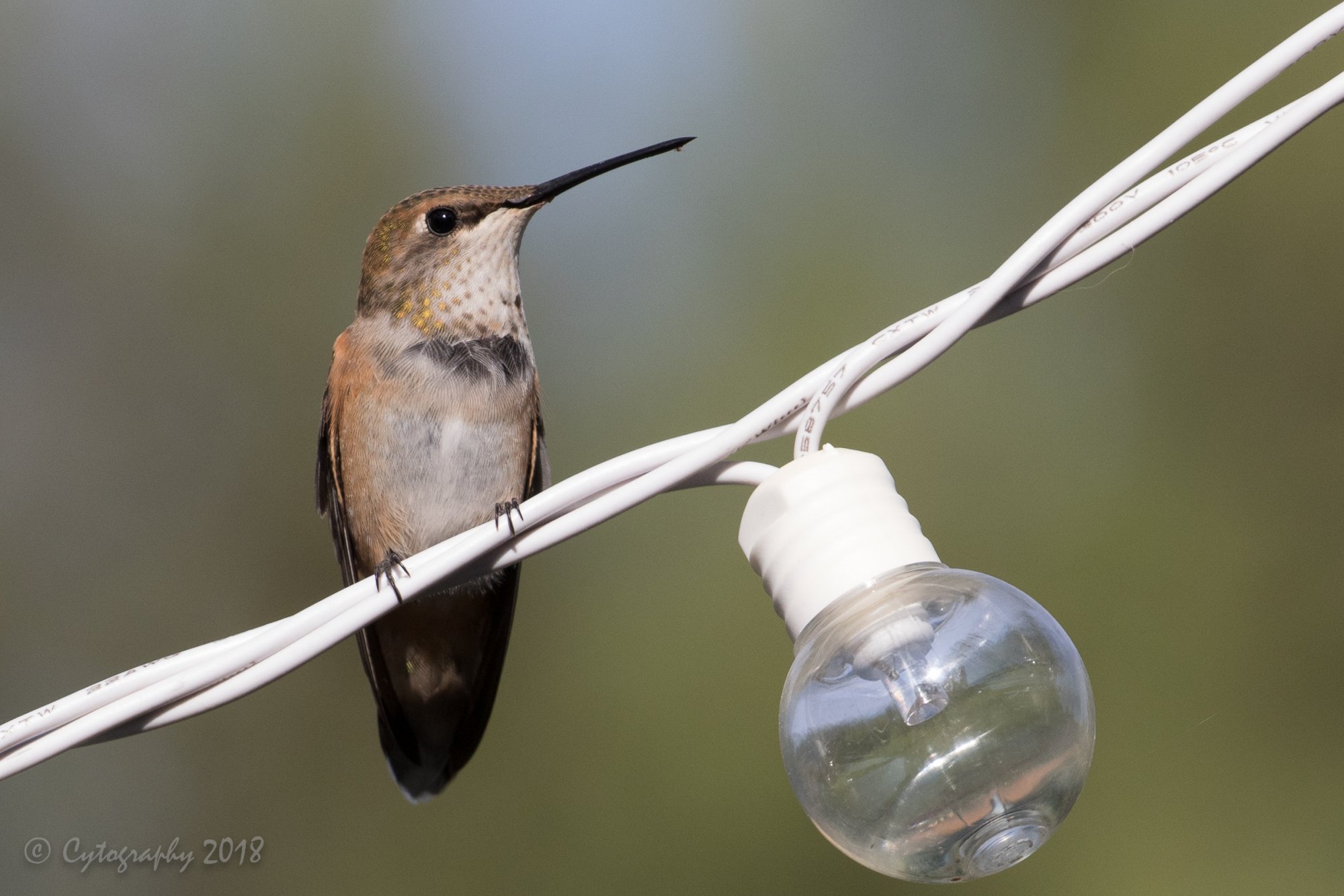 Hummers 20 Aug 2018-8.jpg